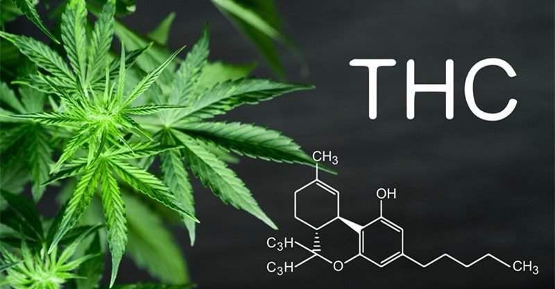 Nervousness Administration: THC vs. THCA, Which One Comes Out on Prime