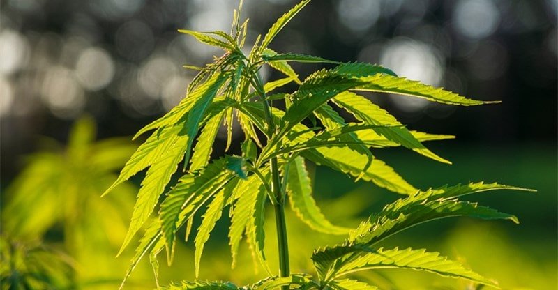 The Totally different Varieties Of Hashish And How They Are Taken