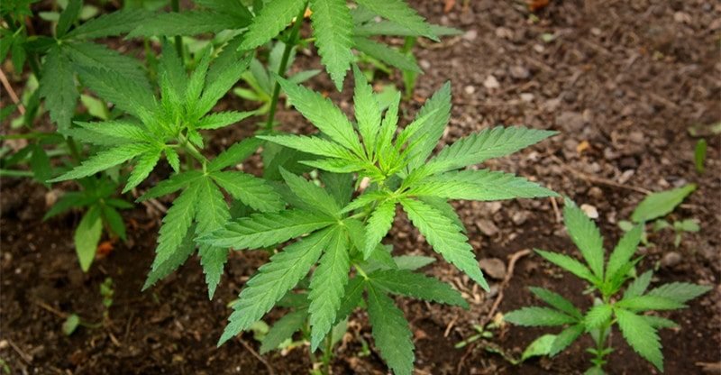 Study About The Numerous Of Varieties Of Hashish Mutations